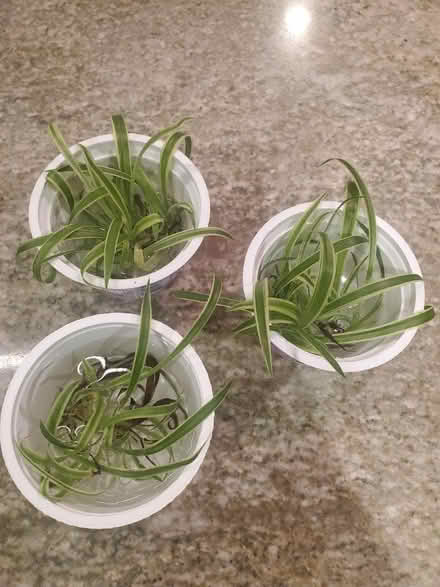 Photo of free Spider plant babies (Downtown Princeton) #1