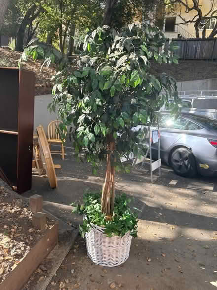 Photo of free Large artificial ficus tree (Belmont) #1