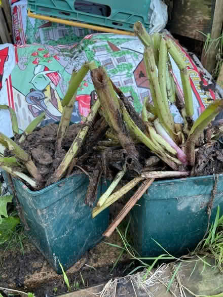 Photo of free Comfrey plants (Farncombe GU7) #2