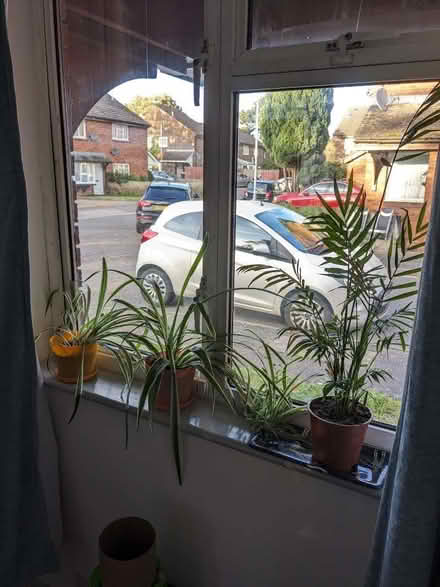 Photo of free Plants (Hillingdon UB8) #4