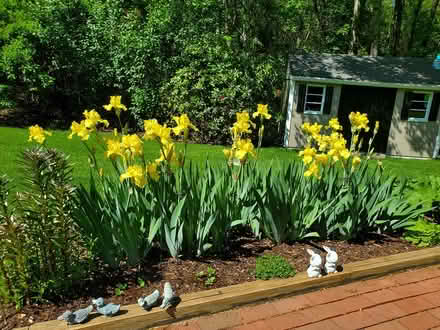 Photo of free Iris bulbs (southwest Salem) #4