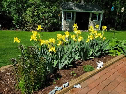 Photo of free Iris bulbs (southwest Salem) #3