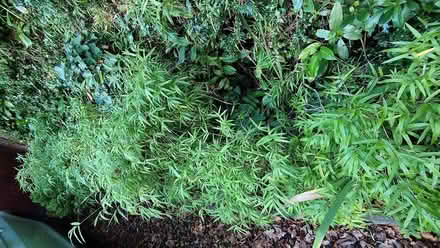 Photo of free Bamboo plants (Farnborough GU14) #1
