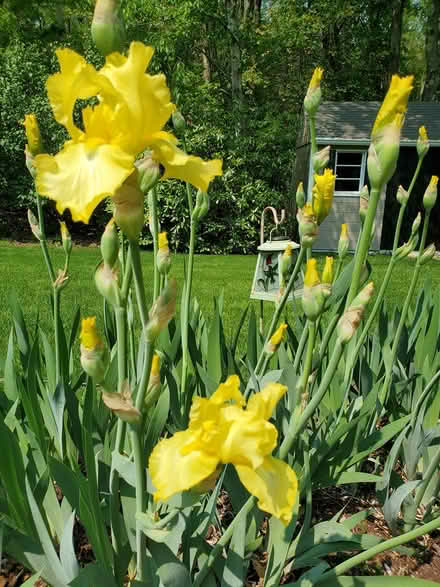 Photo of free Iris bulbs (southwest Salem) #1