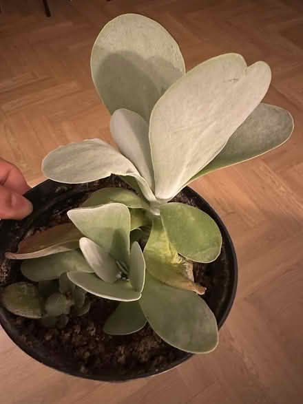 Photo of free House plant (North Tonbridge TN10) #1