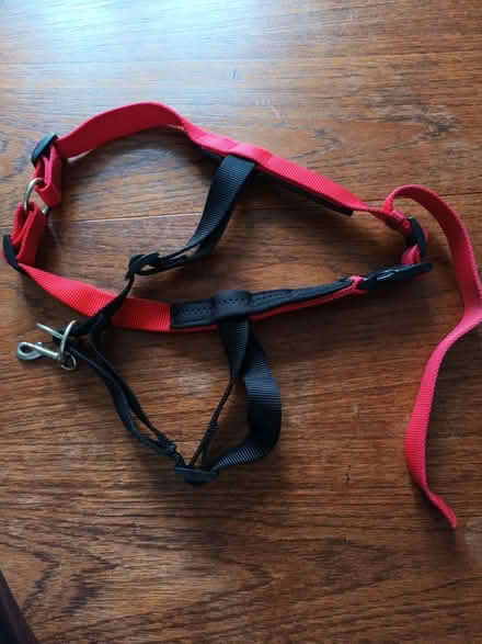 Photo of free Halti dog harness (Motspur park) #2
