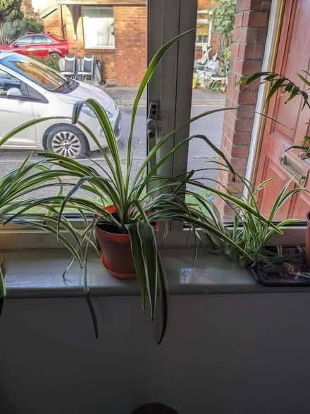 Photo of free Plants (Hillingdon UB8) #1