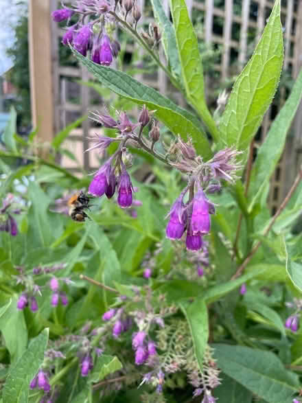 Photo of free Comfrey plants (Farncombe GU7) #1