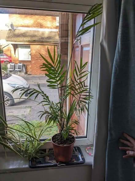 Photo of free Plants (Hillingdon UB8) #3