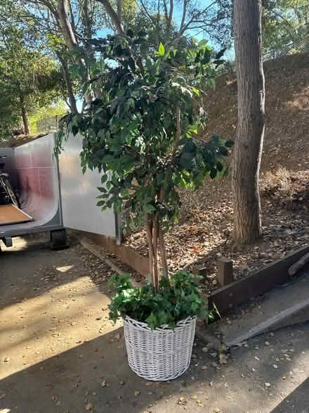 Photo of free Large artificial ficus tree (Belmont) #2