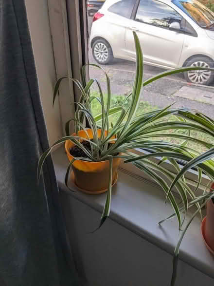 Photo of free Plants (Hillingdon UB8) #2