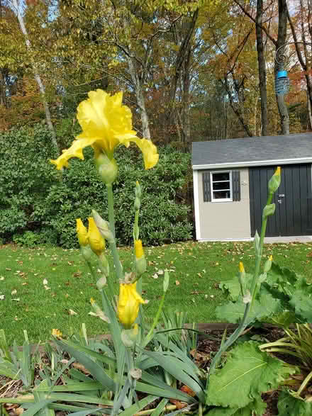 Photo of free Iris bulbs (southwest Salem) #2