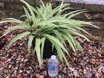 Photo of free Large Spider Plant (IP32 Fornham Road area) #1