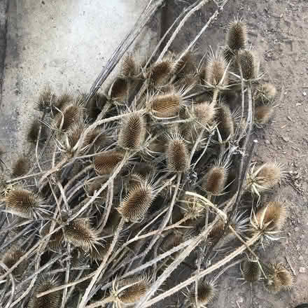 Photo of free Teasel seed heads for crafts (Borough Green TN15) #1