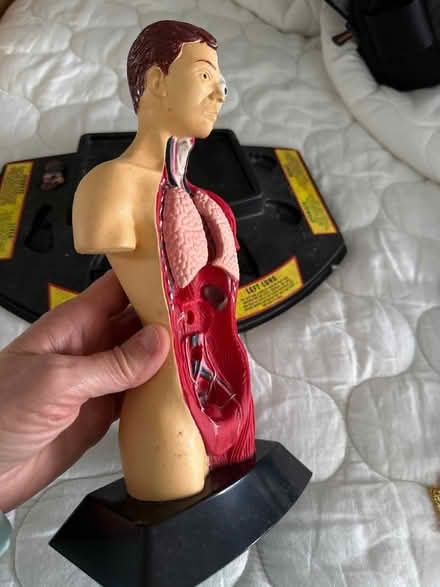 Photo of free Anatomy toy (Green Brook) #3