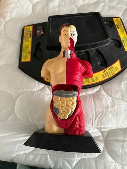 Photo of free Anatomy toy (Green Brook) #1