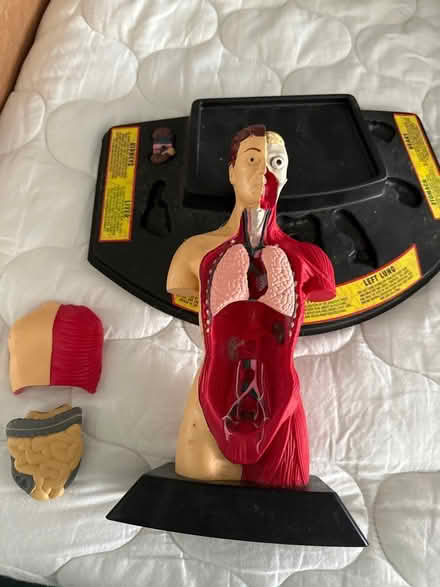 Photo of free Anatomy toy (Green Brook) #2