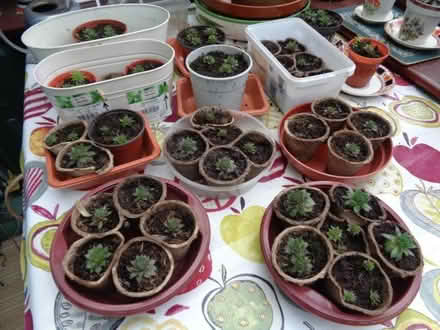 Photo of free 'hen and chicks' plants (Copsewood CV2) #1