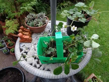 Photo of free strawberry plants (Copsewood CV2) #1
