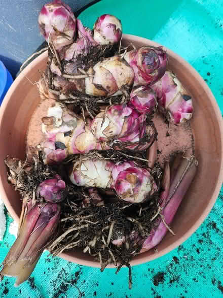 Photo of free Canna Bulbs (flowers) (Highlands, NJ) #1