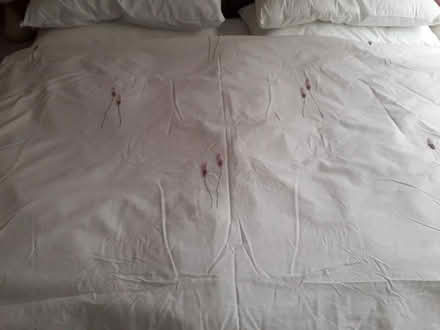 Photo of free Bedding (Torbrex FK8) #1