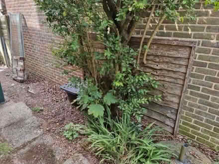 Photo of free Single wood fence panel (Patcham BN1) #1