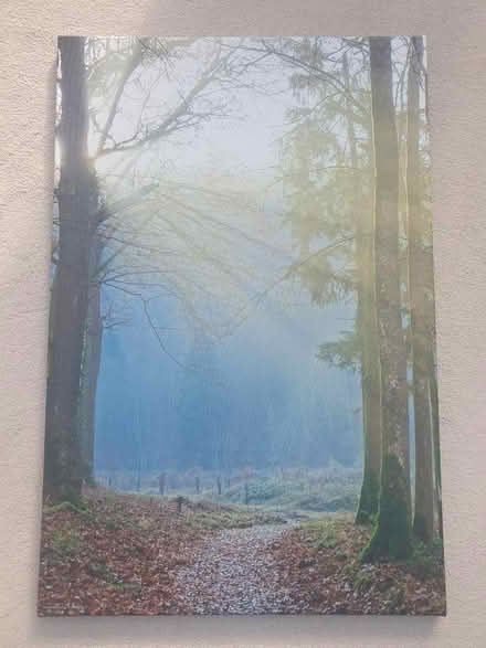 Photo of free Canvas photograph of trees in the Ardennes Forest (Seaton Delaval NE25) #1