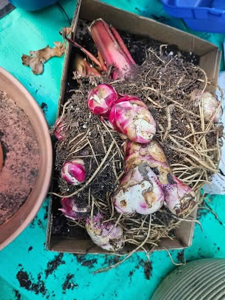 Photo of free Canna Bulbs (flowers) (Highlands, NJ) #2