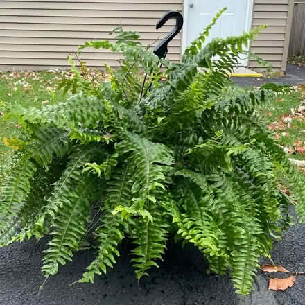 Photo of free Boston Ferns (Skokie) #1