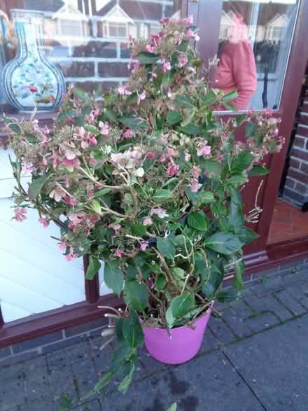 Photo of free large hydrangea bush (Copsewood CV2) #1