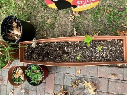 Photo of free pots and planters (Wheaton, MD) #2