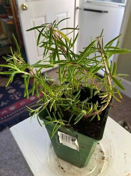 Photo of free rosemary (west medford) #1