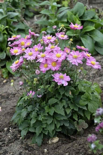 Photo of plants (Farnham, GU9) #2
