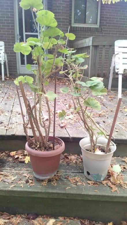 Photo of free Potted geranium plants (Yonge & Mulock) #1