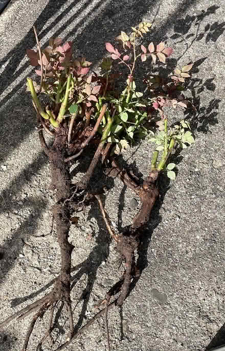 Photo of free Two rose bushes (Bloor Lansdowne) #1