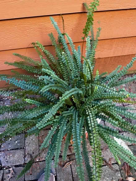 Photo of free Button Fern (Princeton close to Rt 1) #2