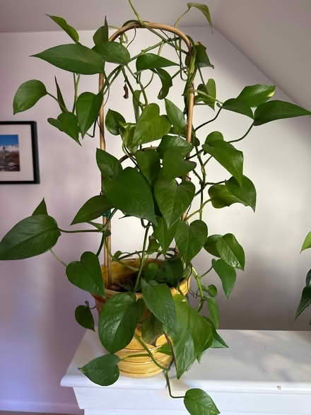 Photo of free Pothos (Princeton close to Rt 1) #1