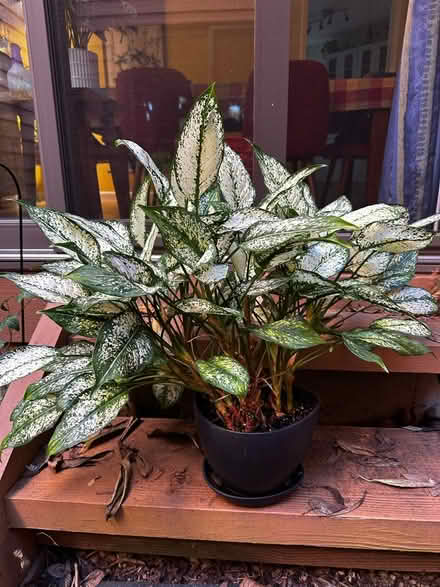 Photo of free Chinese evergreen (Princeton close to Rt 1) #1