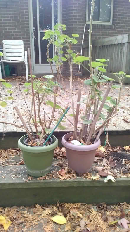 Photo of free Potted geranium plants (Yonge & Mulock) #2