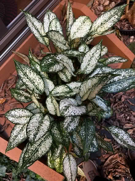 Photo of free Chinese evergreen (Princeton close to Rt 1) #2