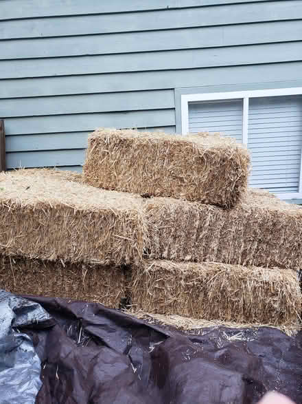 Photo of free straw bales (Edmonds) #1