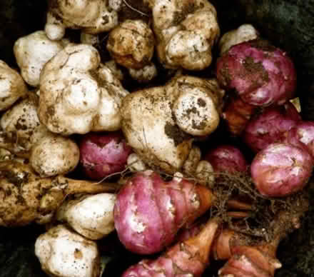 Photo of Jerusalem artichoke tubers (Hanover BN2) #1