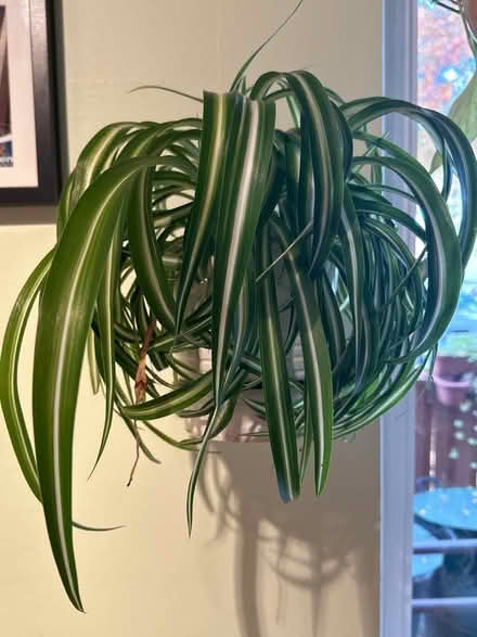 Photo of free Wall hang curly spider plant (Princeton close to Rt 1) #2