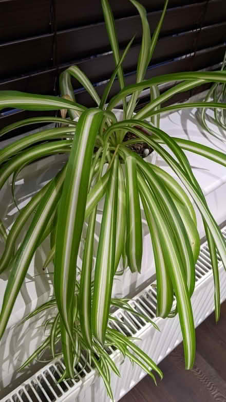 Photo of free 2 spider plants (Grange Farm MK8) #1