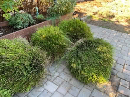 Photo of free Grass / Bushes (Sebastopol Downtown) #1