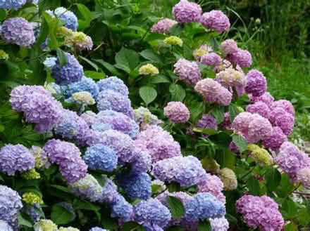 Photo of plants (Farnham, GU9) #1