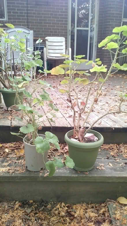 Photo of free Potted geranium plants (Yonge & Mulock) #3