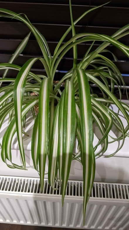 Photo of free 2 spider plants (Grange Farm MK8) #2