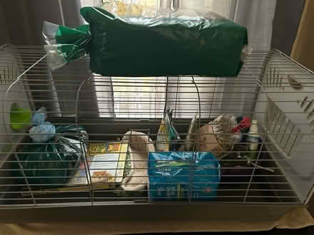 Photo of free Guinea pig items (Sheraden (west end)) #1