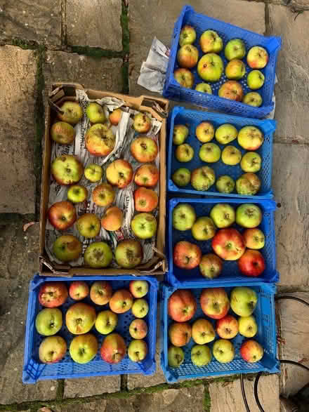 Photo of free Cooking apples (Wellington TF1) #1